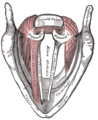 Muscles del laringe, vista del dessús.