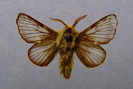 Malacosoma franconica