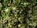 Marchantia polymorpha.