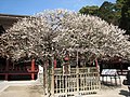 （画像説明）梅　太宰府天満宮飛び梅