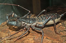 Mastigoproctus giganteus.