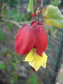 Abutilon megapotamicum