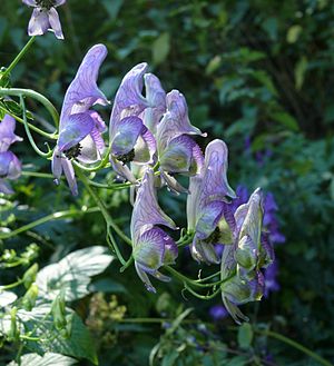 Bruket Iisenhud (Aconitum variegatum)