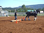 Clydesdale podczas zawodów