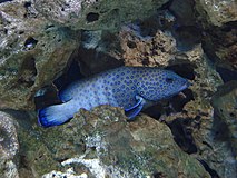 Blauer Zackenbarsch (E. cyanopodus)