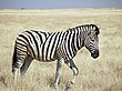 Stepska zebra, Equus guagga