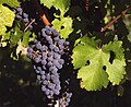 Grappe de cabernet sauvignon.