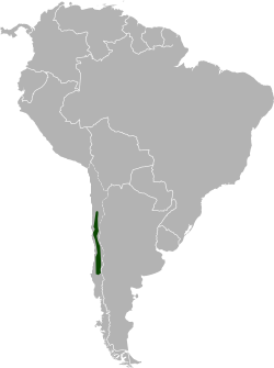 Past range of Chinchilla lanigera.