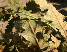 Clonopsis gallica (Phasme gaulois).