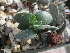 Crassula decidua ✓