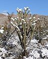 3. Cylindropuntia acanthocarpa