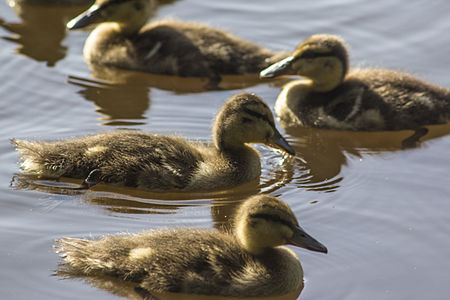 Des canetons de Canard colvert (Anas platyrhynchos), qui sont nidifuges.