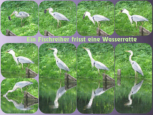 Fischreiher frisst genüsslich eine Wasserratte