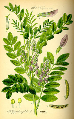 (Echt) Swetholt (Glycyrrhiza glabra), tiaknang