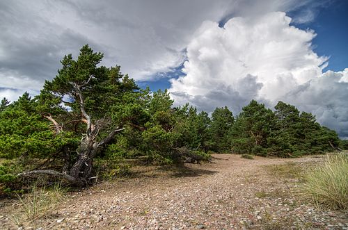 Järve rannamännid