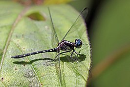 Neodythemis pauliani