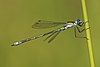 Lestes sponsa