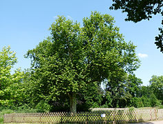 Parc de Pourtalès.