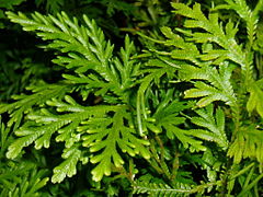 Selaginella canaliculata