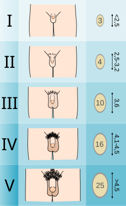 Échelle de Tanner : taille moyenne des testicules en centimètre ainsi que leur capacité en cm3. (image vectorielle)