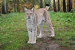 Vorschaubild für Wildpark-MV