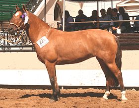 Jument criollo d'Argentine baie