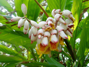 Galanga-art (Alpinia zerumbet).