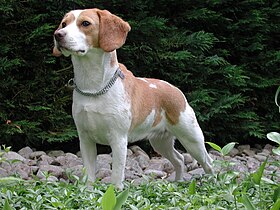 Un beagle bicolore