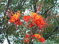 Caesalpinia pulcherrima