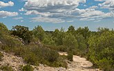 Mediterraan struweel van het type garrigue (Frankrijk)