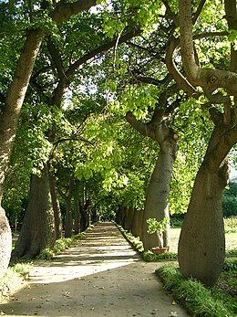 Hernyóselyemfa (Szicília, Orto botanico di Palermo botanikus kert)