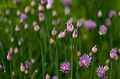 Chives flowering