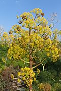 Ferula communis