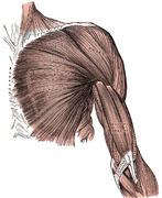 Superficial muscles of the chest and front of the arm.