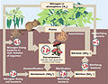 Image 8Biological nitrogen cycling (from Ecosystem)