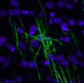 Конфокальна мікрофотографія олігодендроцитів, пофарбованих антитілами Rip (зелений колір), у головному мозку дорослих мишей. Ядра клітин пофарбовані Hoechst-33342 (синій колір)