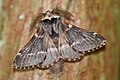 Poecilocampa populi Zwarte herfstspinner