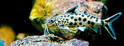 Synodontis multipunctatus