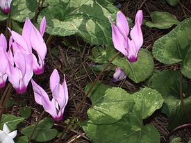 Idänsyklaami (Cyclamen persicum)