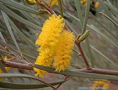 Description de l'image Acacia brachystachya(3).JPG.