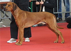 Rhodéský ridgeback