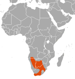 distribución del alcélafo caama (en naranja)