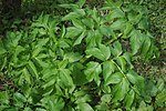 Handvormig samengesteld blad van grote engelwortel (Angelica archangelica)