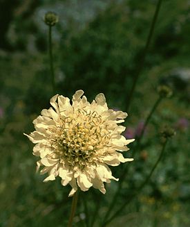 Cephalaria gigantea