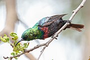 sunbird with green upperparts, brown wings and underparts, and maroon chest