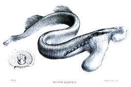 Geotria australis