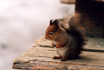 Un petit écureuil roux, ou écureuil d'Eurasie (Sciurus vulgaris) assis sur une planche. (définition réelle 924 × 621*)