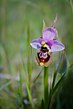 Ophrys