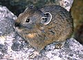 エゾナキウサギ(O. h. yesoensis; Japanese Pika)