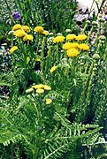 Tanacetum huronense